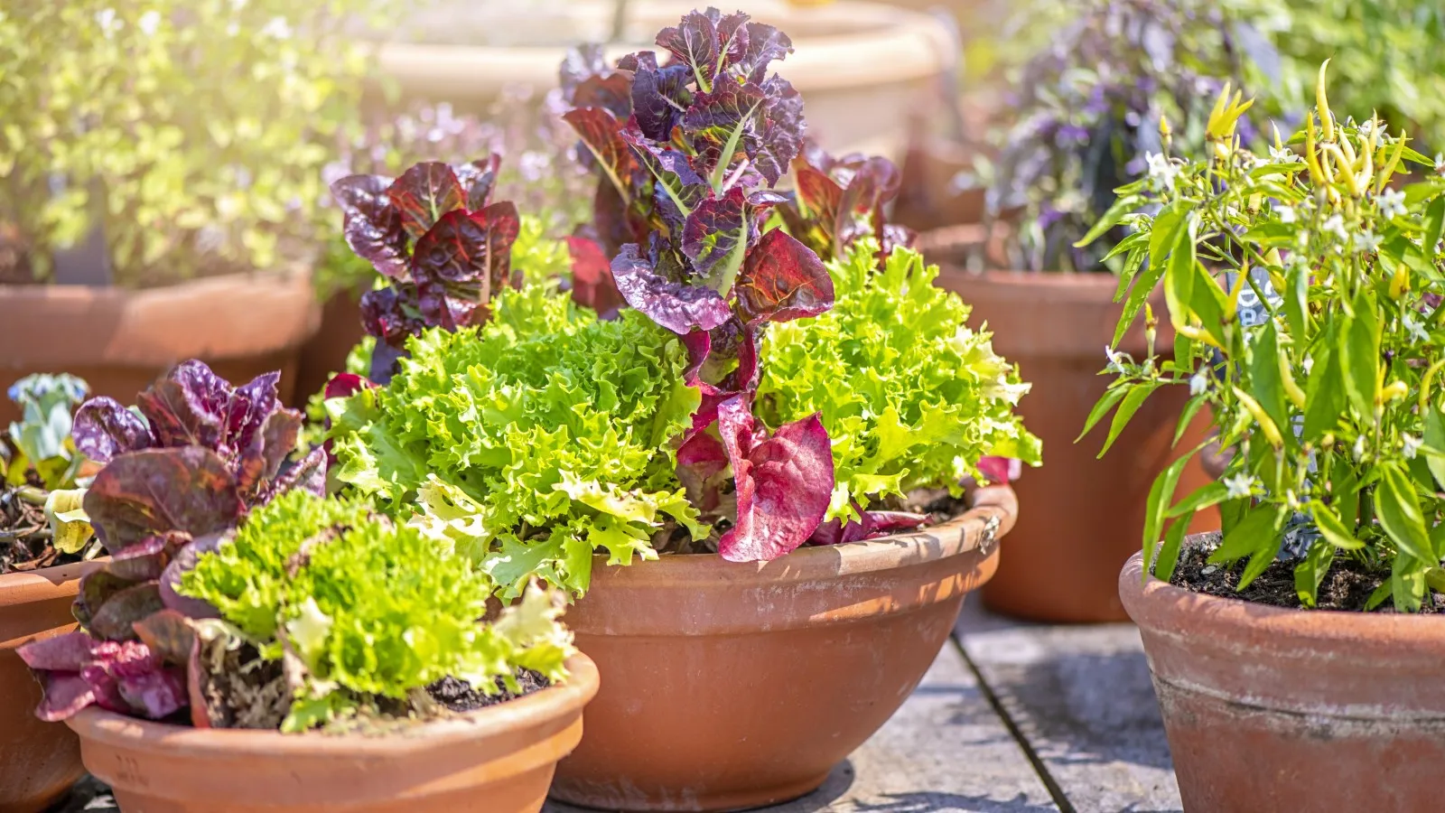 12 best vegetables to grow in pots – easy crops for spaces of any size.